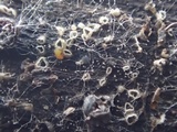 Crocicreas complicatum image