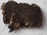 Crocicreas complicatum image