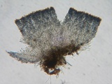 Crocicreas complicatum image