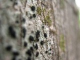 Amandinea punctata image