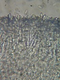 Crocicreas complicatum image