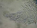 Crocicreas complicatum image