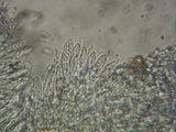 Crocicreas complicatum image
