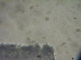 Crocicreas complicatum image