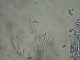 Crocicreas complicatum image