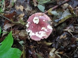 Russula vinacea image