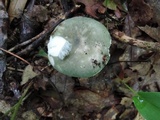 Russula aeruginea image