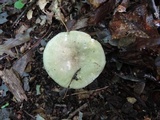 Russula aeruginea image
