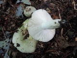 Russula aeruginea image