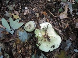 Russula aeruginea image
