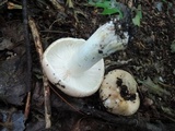 Russula heterophylla image