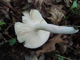 Russula mariae image