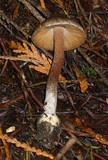 Inocybe napipes image