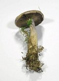 Cortinarius camphoratus image