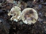 Russula xerampelina image
