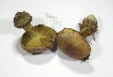 Cortinarius odorifer image