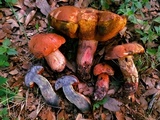Suillellus hypocarycinus image