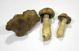 Cortinarius venetus image