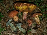 Suillellus hypocarycinus image