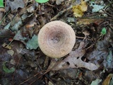 Lactarius mutabilis image