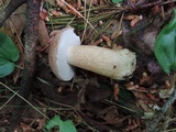 Tylopilus felleus image