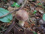 Tylopilus felleus image