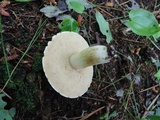Xanthoconium affine image