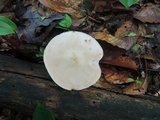 Pluteus hongoi image
