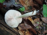 Pluteus hongoi image