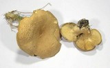 Lactarius helvus image