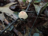 Marasmius siccus image