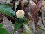 Marasmius siccus image