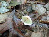 Marasmius siccus image