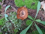 Coltricia perennis image