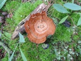Coltricia perennis image