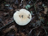 Leucopaxillus laterarius image