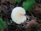 Leucopaxillus laterarius image