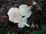 Leucopaxillus laterarius image