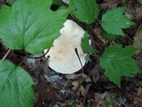 Leucopaxillus laterarius image