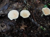 Clitocybe gibba image