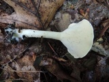 Clitocybe gibba image