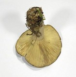 Lactarius trivialis image