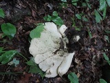 Bondarzewia berkeleyi image