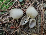 Helvella brevis image