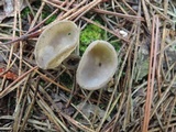 Helvella brevis image