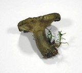 Lactarius turpis image