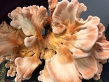 Laetiporus cincinnatus image