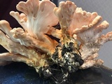 Laetiporus cincinnatus image