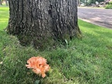 Laetiporus cincinnatus image