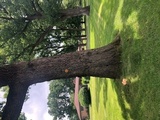 Laetiporus cincinnatus image